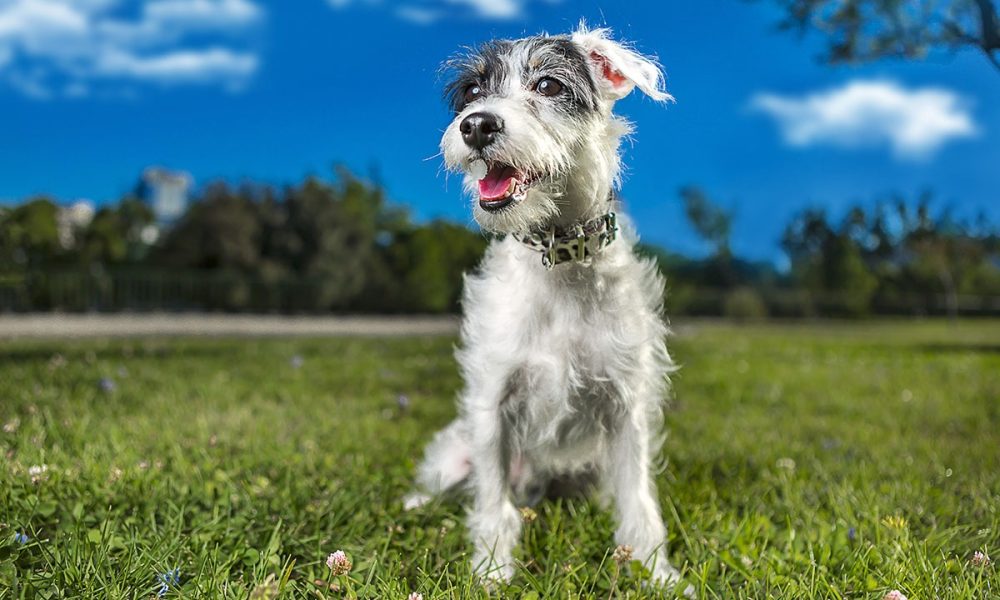Planejamento tributário doméstico: o impacto do mercado pet no orçamento das famílias brasileiras em 2026